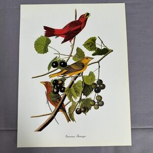 1950 Vintage Print Summer Tanager American Bird Art Illustration Audubon 9x12